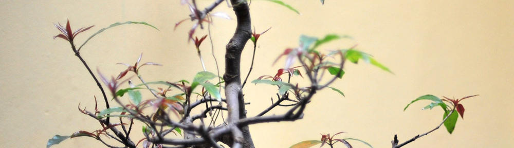 Budi Anshari Nasution, SE, M.Si.